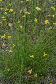 Image result for Xyris obscura