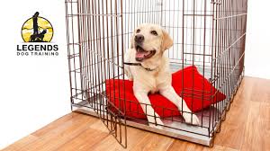 We did not find results for: Dog Training Cage Www Macj Com Br