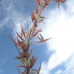 Image result for Hyparrhenia cymbaria