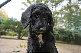Black And Tan Labradoodle Beautiful F1b Labradoodles Puppies Labradoodle Puppies For Sale Labradoodle