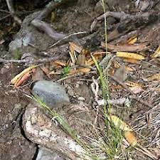 Image result for Rytidosperma davyi