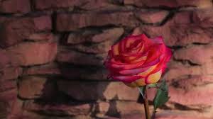 Goku gohan flash ball attack vinyl skins for microsoft xbox one x game. Farewell Letter With Faded Rose Stock Footage Video 100 Royalty Free 11218901 Shutterstock