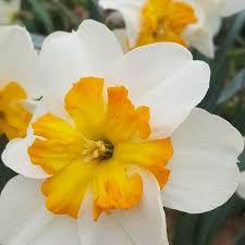 Narcissus Parisienne Floweringtoday Thebulbyard Narcissus Bulbs Twitter Narcissus Daffodils Flower Garden