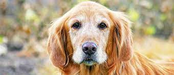 Certain diseases can make you more likely to get liver cancer, including: The Warning Signs Liver Cancer In Dogs Care Com