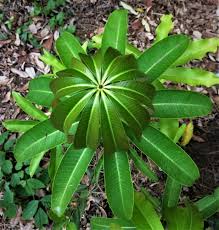 Image result for Alstonia