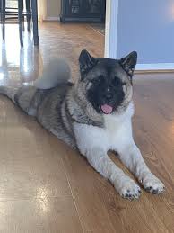 Pin By Camilo Pardo On My Akita In 2020 Cute Dog Pictures Cute Dog Photos Cute Animals