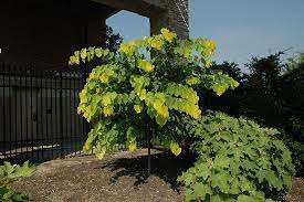Hearts of gold redbud tree. Hearts Of Gold Redbud Cercis Canadensis Hearts Of Gold In Wilmette Chicago Evanston Glenview Skokie Winnetka Illinois Il At Chalet Nursery