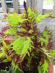 Image result for Coleus foliatus