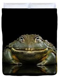 Image result for Pycreus africanus