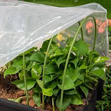 Perfect to protect plants from being eaten or from cold weather. Amazon Com 10pcs Greenhouse Hoops For Plant Cover Support 19 7 X19 7 Rust Free Steel Gardening Houses Tunnel Support Frame With Plastic Coating Lightweight Tall Plant Grow Tunnel For Garden Fabric Dia 8mm
