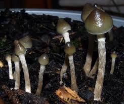 The magic mushroom dropped only from gray blobs at this time. Magic Mushrooms The Psychedelic Drug Making A Clinical Comeback