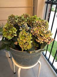The limelight hydrangea is a wonderful shrub for flowers late in the season, when most other shrubs have finished flowering. Help My Purple Hydrangea Turned Green Gardening