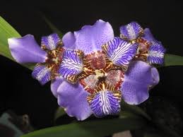 Image result for Indigofera roseo-caerulea