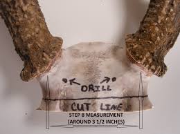 Place the form on the plaque where you want it. Antler Mounting Instructions