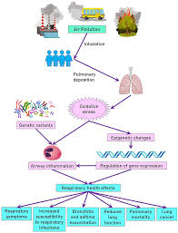 Members and users must adhere to these following guidelines when interacting on this page: Deoxyribonucleic Acid Dna Methylation In Children Exposed To Air Pollution A Possible Mechanism Underlying Respiratory Health Effects Development