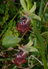 Image result for Oxyrhachis