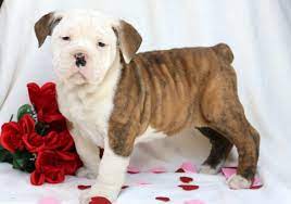 Olde english bulldogges may look tough, but they tend to have a docile and gentle nature with a sweet disposition. Olde English Bulldogge Puppies For Sale Puppy Adoption Keystone Puppies