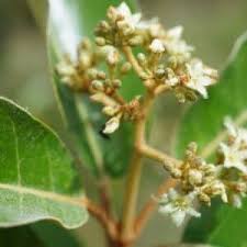 Image result for Harungana madagascariensis
