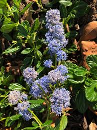 Image result for Ficalhoa laurifolia