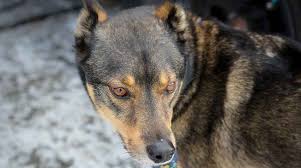 Rottweiler Siberian Husky Mix Rottsky Cinsi Bilgisi Kopek Fiyatlari Ve Daha Fazlasi