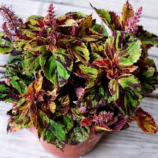 Image result for Coleus foliatus