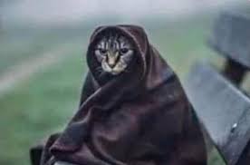Leaked Elder Scrolls 6 Concept Art Of A Khajiit 9gag Click any pictures to enlarge.