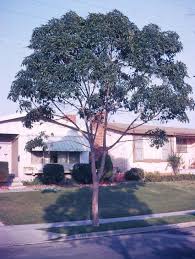 Image result for Lophostemon confertus