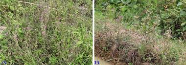 Image result for Grangea zambesiaca