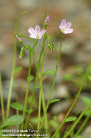 Image result for Montia