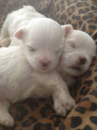 Maltese Puppies Maltese Maltese Puppy Maltese Dogs Puppies