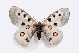 Image result for Parnassius apollo