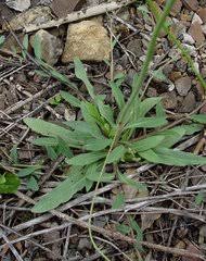 Image result for Hypericophyllum elatum