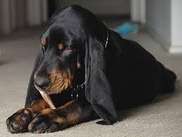 Black And Tan Virginia Foxhound Puppies For Sale Beaglelife Hashtag Instagram Posts Videos Stories On Instawebviewer Com Coonhound Hound Breeds Coonhound Puppy