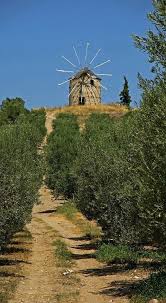 Pin By Sara Elizabeth On Eaas Pinterest Greece Olive Tree Travel Around The World