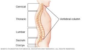 Your back consists of a complex array of bones, discs, nerves, joints, and muscles. Slide Show Causes Of Back Pain Mayo Clinic