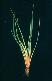 Image result for Isoetes