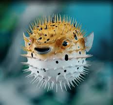 Pufferfish 3d Model Beautiful Sea Creatures Marine Animals Ocean Creatures