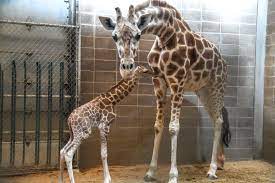 It S A Baby Giraffe Metrofamily Magazine