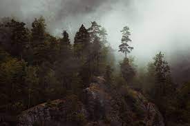 Moody Forest Of Norway Landscape Photography Forest Landscape Norway Landscape