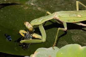 We did not find results for: Praying Mantis Seen Hunting Fish For The First Time Smart News Smithsonian Magazine