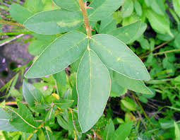 Image result for Desmodium