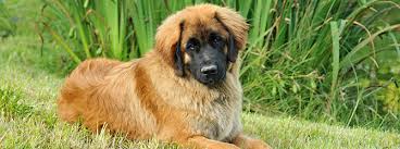 A dog's exercise, training/stimulation and. Leonberger Owner S Guide My Family Vets