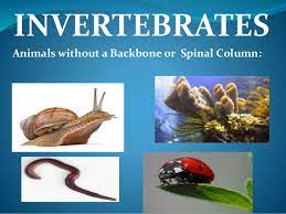 However, all the other lessons are focused on animals without backbones. Invertebrates