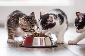 Makanan anak kucing 1 bulan. Kapan Waktu Yang Tepat Memberi Makan Anak Kucing
