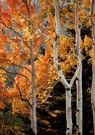 Birch Trees In Fall White Birch White Birch Trees Autumn Trees Tree Photography