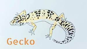 Draw its long and thin body first then its long and thick tail later on. How To Draw A Leopard Gecko Easy Youtube