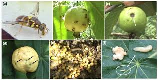 Call to receive a fast and free phone estimate. Efficient Management Of Fruit Pests By Pheromone Nanogels Scientific Reports