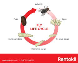 Medieval life is known for being hard, violent and short. Fly Life Cycle Rentokil Pest Control Indonesia
