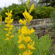 Image result for Humularia meyeri-johannis