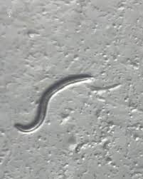 Russian scientists revived microscopic worms that were frozen in Siberian  permafrost for forty six thousand years. 🧊 In what may be the most  extraordinary demonstration of biological time travel ever documented,  researchers